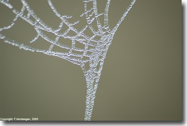 Daudruppels bevroren in een spinnenweb, gefotografeerd door Frank Versteegen